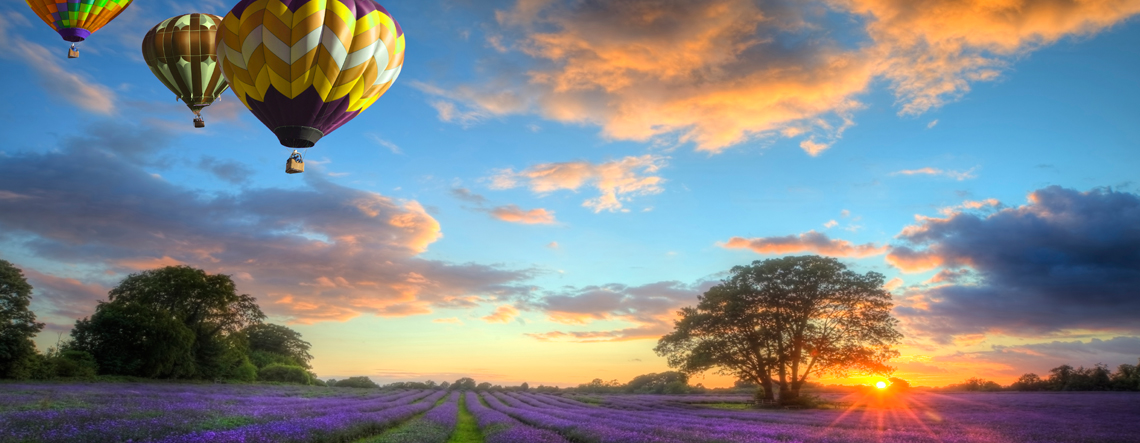 Hot air ballons hovering over lavendar fields